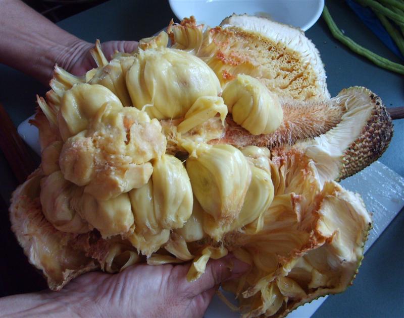 Jackfruit