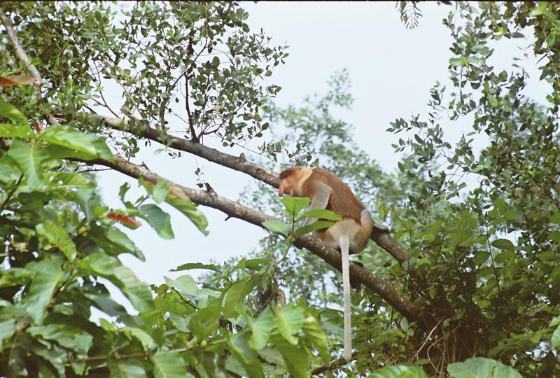 Proboscis monkey