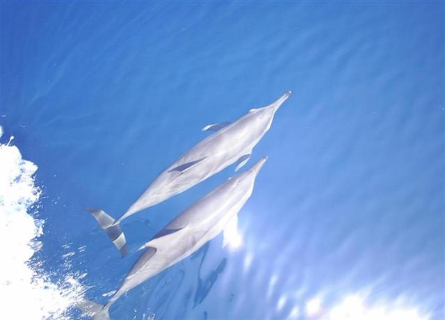 dolphins